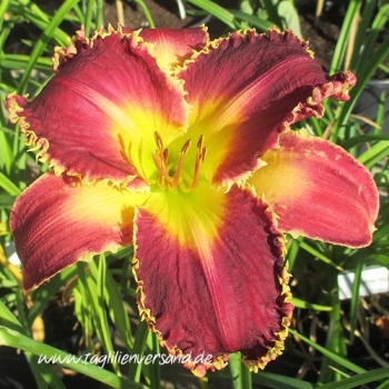 Foto der Tagliliensorte Venus Fly Trap